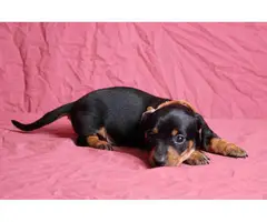 4 Akc full-blooded Dachshund Puppies for Sale - 3