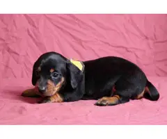 4 Akc full-blooded Dachshund Puppies for Sale - 4
