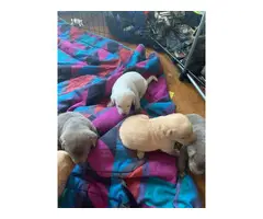 Labrador retriever puppies - 3