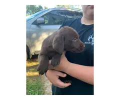 Labrador retriever puppies - 4