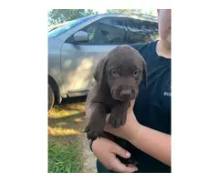 Labrador retriever puppies - 5