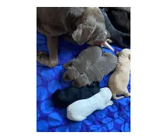 Labrador retriever puppies - 6