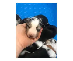 Merle Australian Shepherd puppies for sale - 7