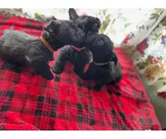 Gorgeous full-bred Scottish Terrier puppies