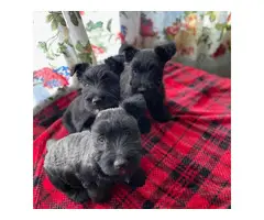 Gorgeous full-bred Scottish Terrier puppies - 2