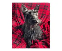 Gorgeous full-bred Scottish Terrier puppies - 3