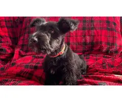 Gorgeous full-bred Scottish Terrier puppies - 7