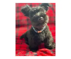 Gorgeous full-bred Scottish Terrier puppies - 9