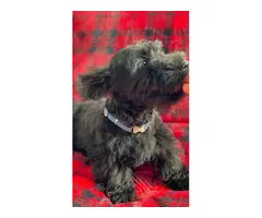 Gorgeous full-bred Scottish Terrier puppies - 10