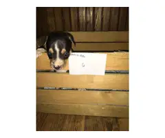 Rat terrier puppies for sale - 2