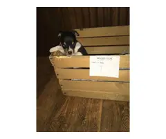 Rat terrier puppies for sale - 4
