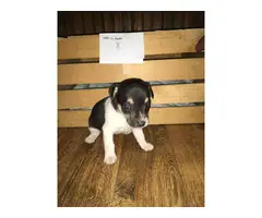 Rat terrier puppies for sale - 5