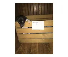 Rat terrier puppies for sale - 6