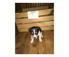Rat terrier puppies for sale - 7