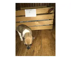 Rat terrier puppies for sale - 9