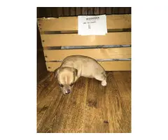Rat terrier puppies for sale - 10