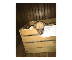 Rat terrier puppies for sale - 11