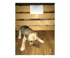 Rat terrier puppies for sale - 12