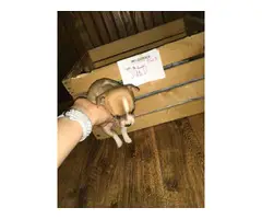 Rat terrier puppies for sale - 14