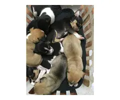 Rat terrier puppies for sale - 15