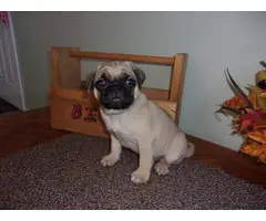 4 purebred pug puppies available now