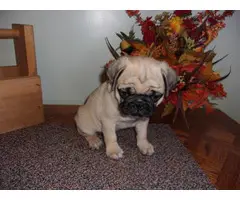 4 purebred pug puppies available now - 3
