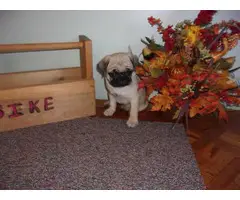 4 purebred pug puppies available now - 4
