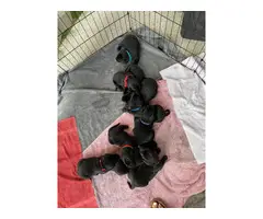 5 males and 1 female purebred Labrador Retrievers