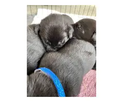 5 males and 1 female purebred Labrador Retrievers - 3