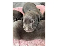 5 males and 1 female purebred Labrador Retrievers - 4