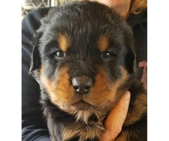 AKC High quality female Rottweiler puppies $1200 - 3
