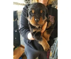 AKC High quality female Rottweiler puppies $1200 - 5