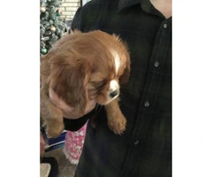 8 week old female Female Cavalier King Charles  puppy needs a home - 2
