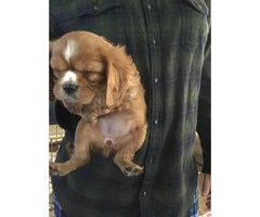 8 week old female Female Cavalier King Charles  puppy needs a home - 3