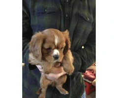 8 week old female Female Cavalier King Charles  puppy needs a home - 4