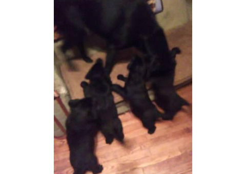 9 black lab mix puppies for adoption