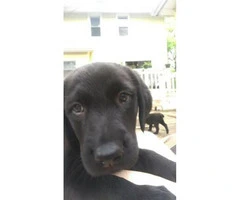 9 black lab mix puppies for adoption - 2