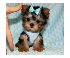 Adorable tea cup yourkie pups for sale - 2