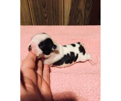 2 males Boston terrier puppies left without deposits