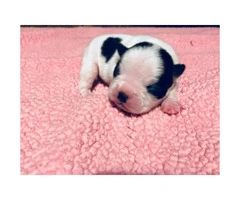 2 males Boston terrier puppies left without deposits - 2