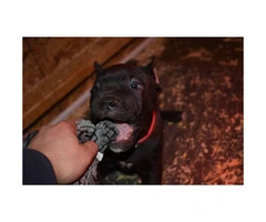 Cane Corso puppy female with paperwork