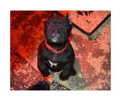 Cane Corso puppy female with paperwork - 2