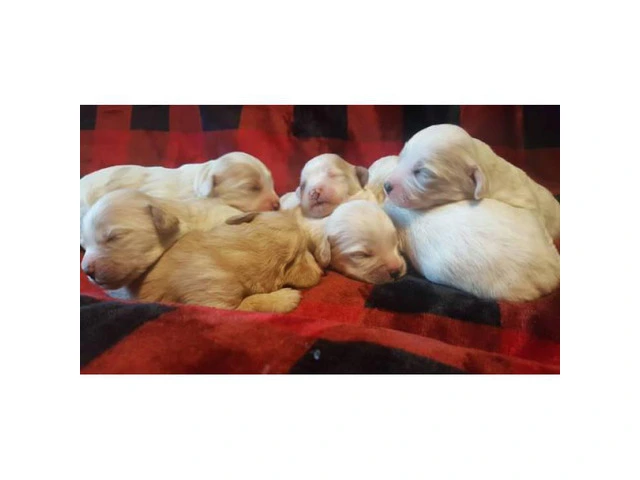 Cavachon puppies available - 2/2