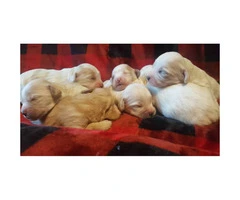 Cavachon puppies available - 2