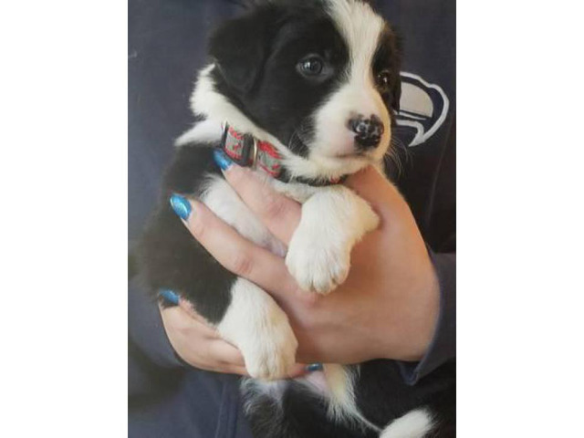 Registered border collie puppies 900 in Portland
