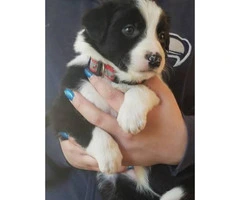 Registered border collie puppies - $900