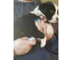 Registered border collie puppies - $900 - 4