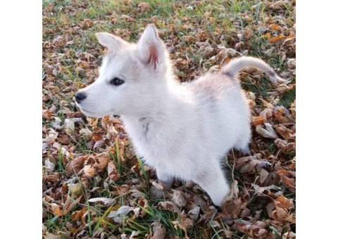 Male purebred Alaskan Malamute puppy