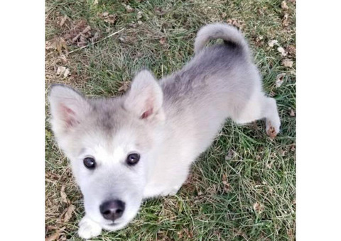 malamute alaskan