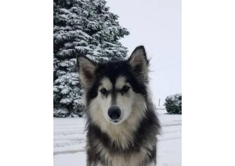malamute alaskan